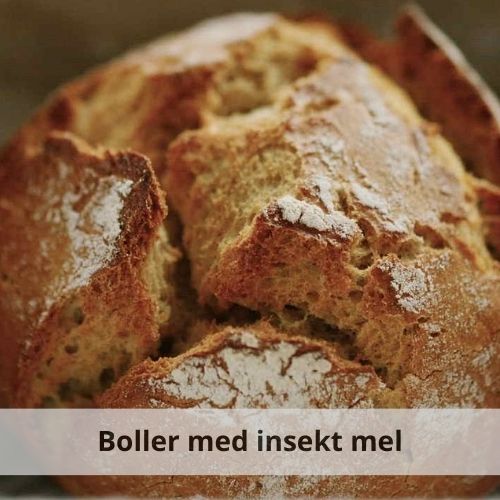 Opskrift på boller med insekt mel