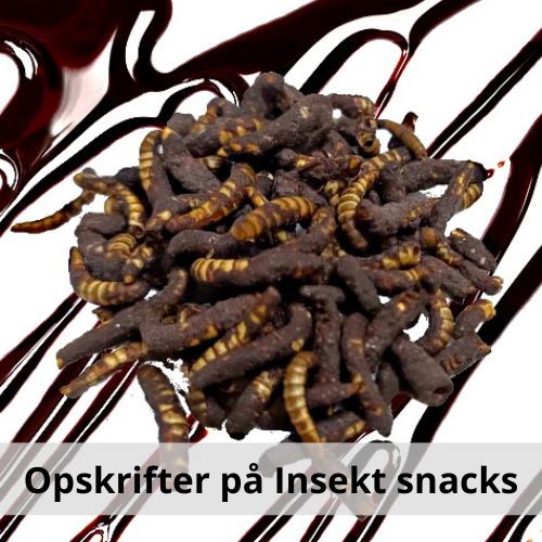 Opskrifter på insekt snack 