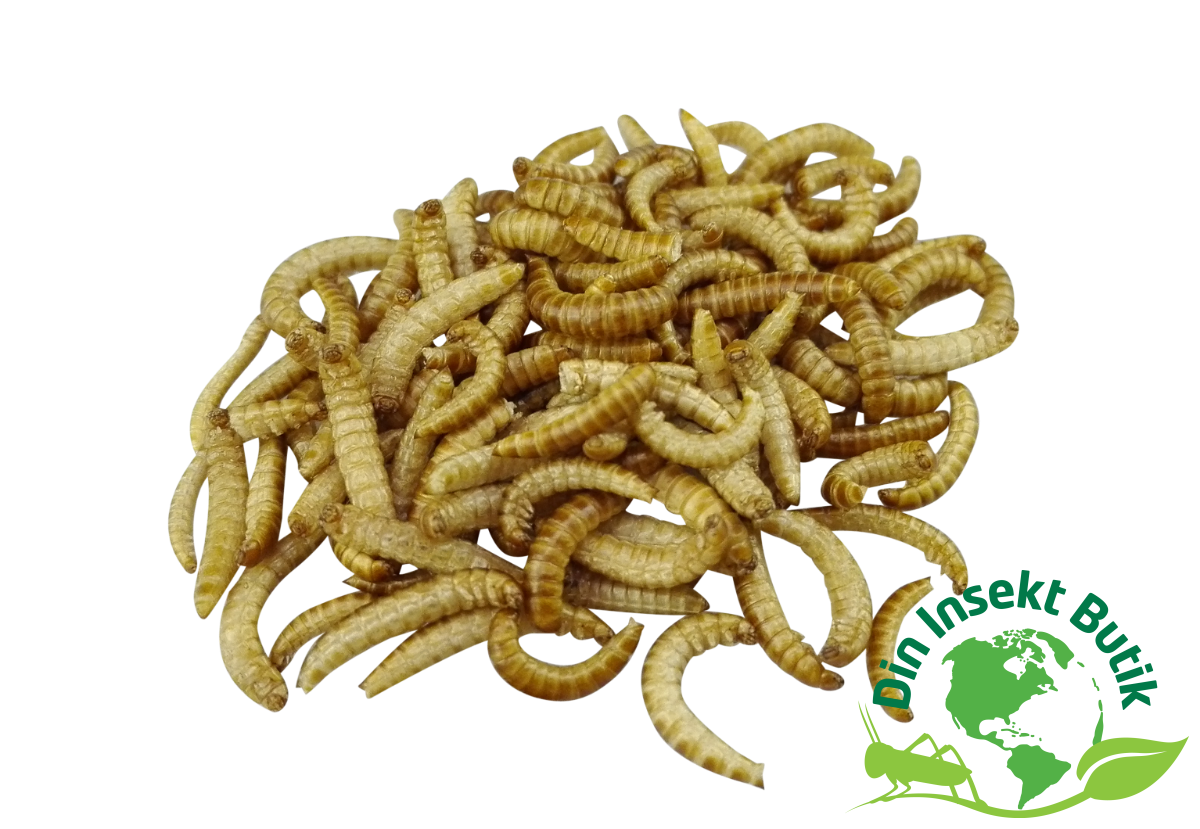 Plaske Lab Slette Buffalo larver - Frysetørret - Spiselige insekter til dig - DinInsektButik