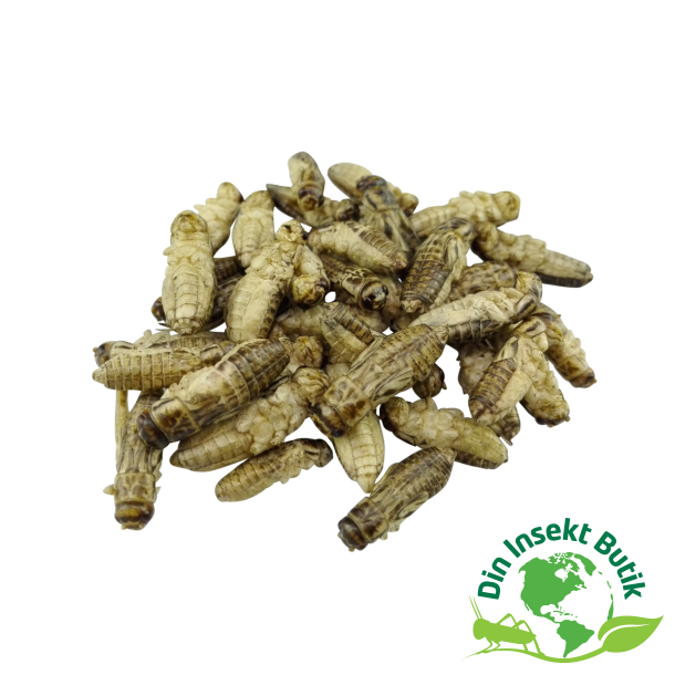 Frekyllinger - Trret