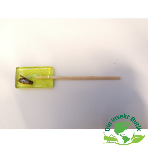 Mango slikkepind med frekylling