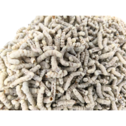 Melorm med Hvid chokolade