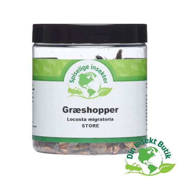 Grshopper - Frysetrret (Store)