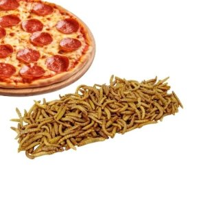 Insekt snack - Melorme med Pizza